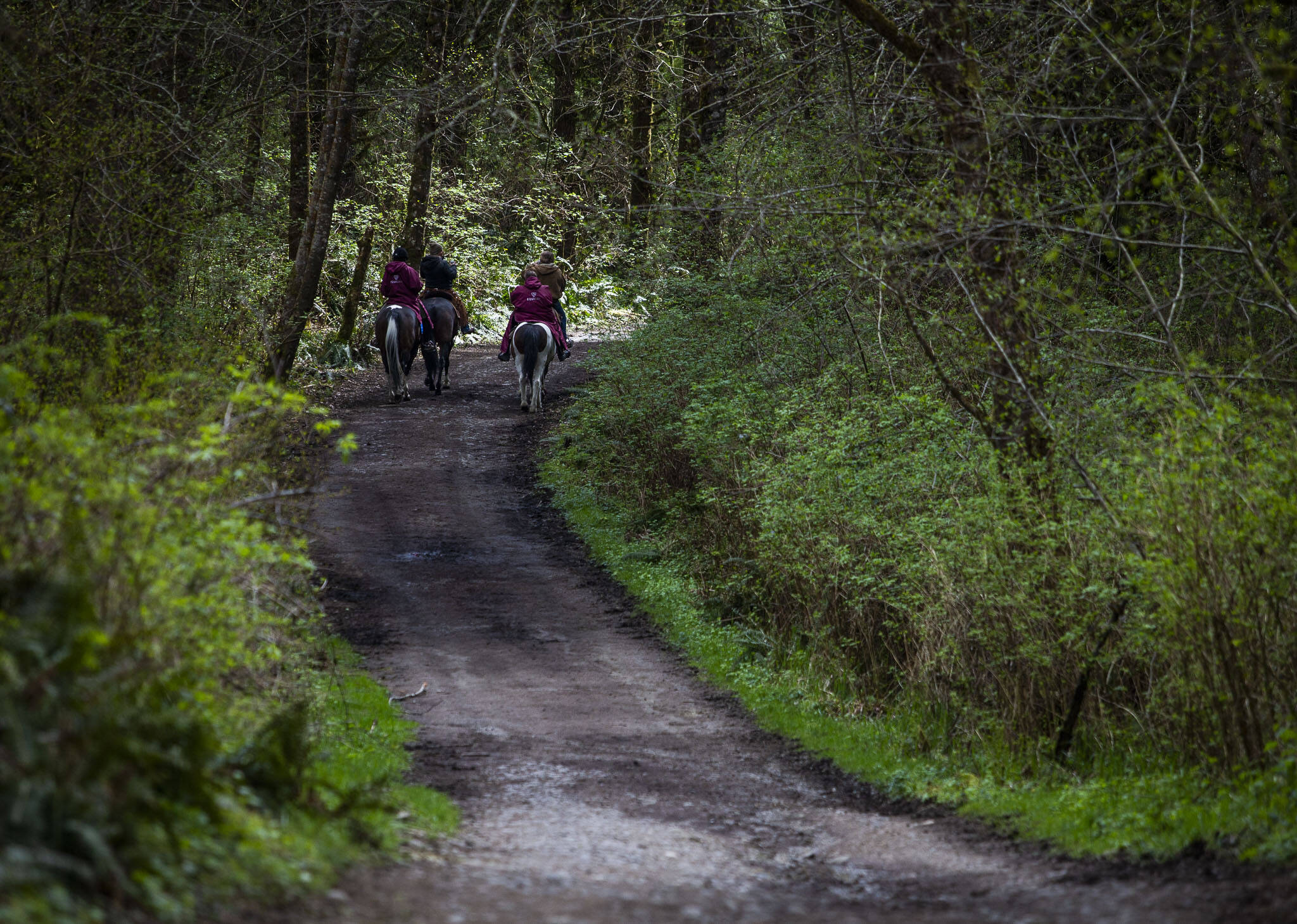 Horseback riders navigate the Main Trail at Lord Hill Park near Snohomish. (Olivia Vanni / The Herald)