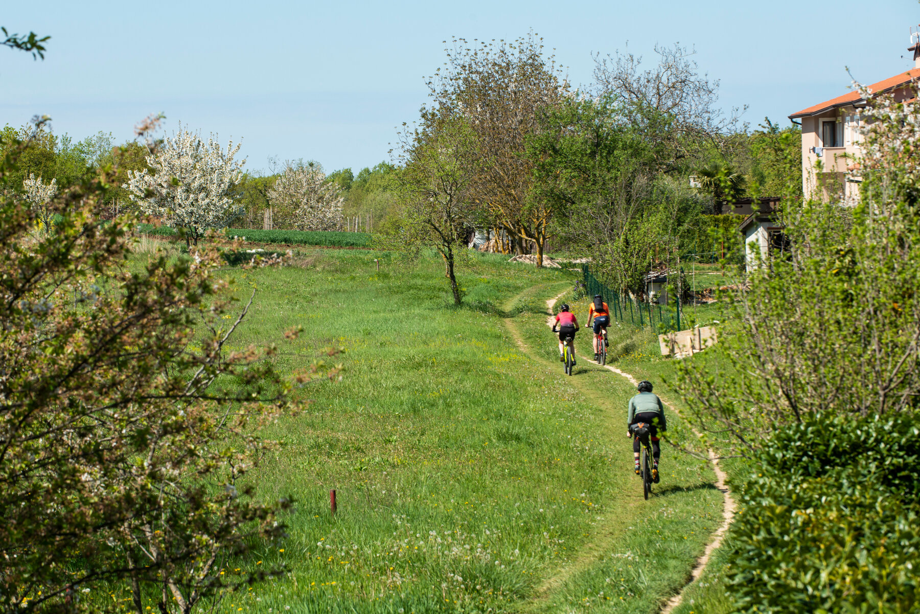 Three cyclists ride uphill on a grassy path.